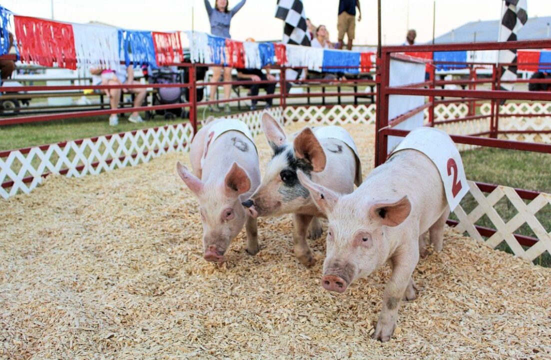 Mississippi State Fair: Pig Races